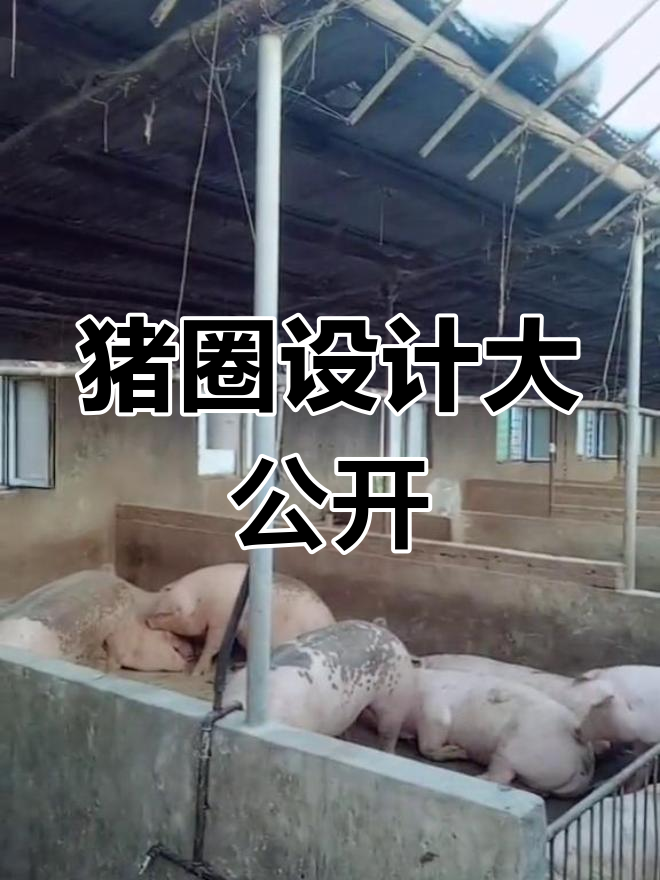 猪圈设计揭秘:11米宽,24米长,阳光充足!
