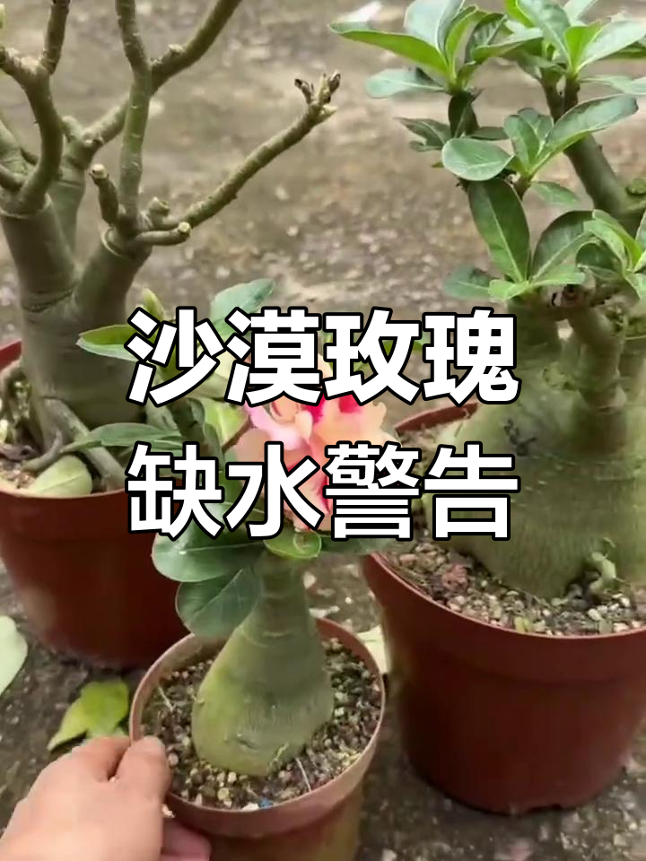 浇水不当,沙漠玫瑰叶子变黄掉落