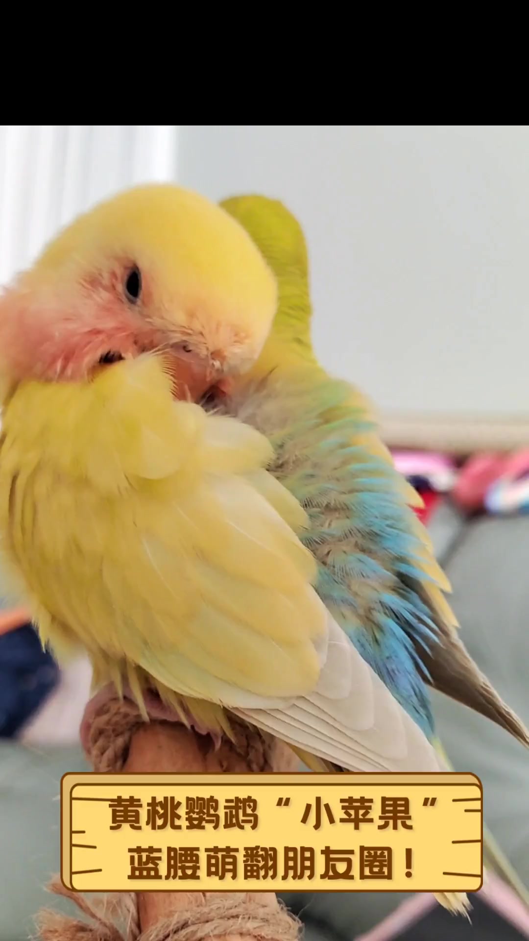 黄桃鹦鹉"小苹果",蓝腰萌翻朋友圈!