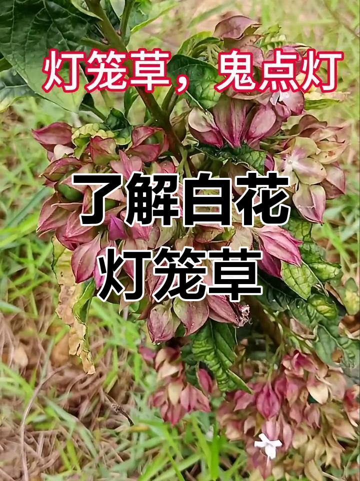 鬼点灯 植物图片