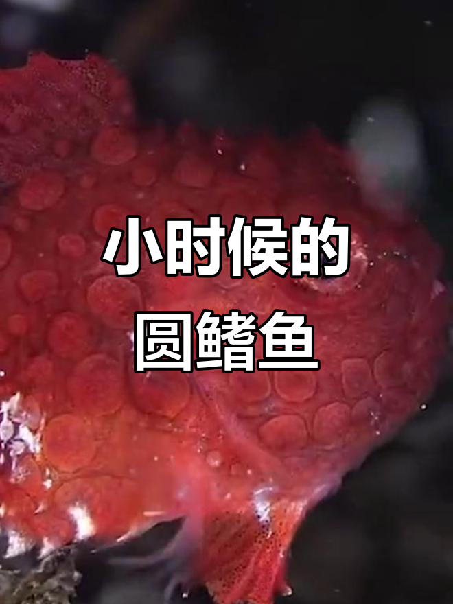 真圆鳍鱼:从小可爱到餐桌美味,成长变化大揭秘
