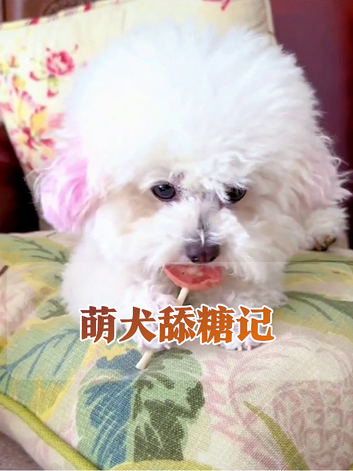 小狗吃棒棒糖舔到上头,粉色耳朵萌化了!