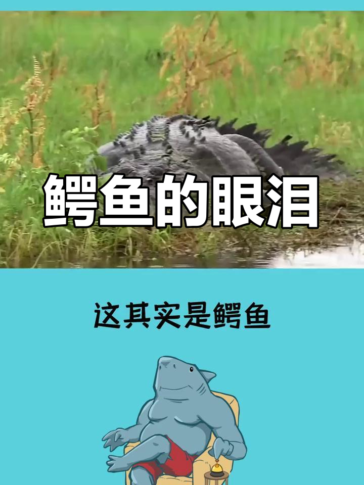 巴厘岛鳄鱼的眼泪图片