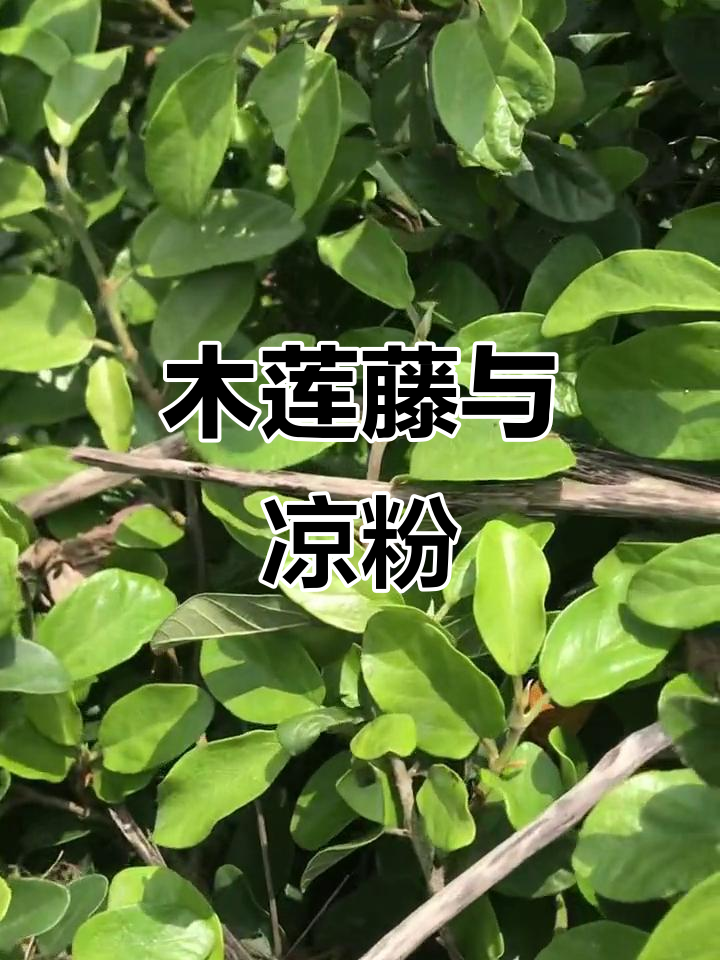 木莲藤的秘密:果肉能做凉粉,竟然是这样!