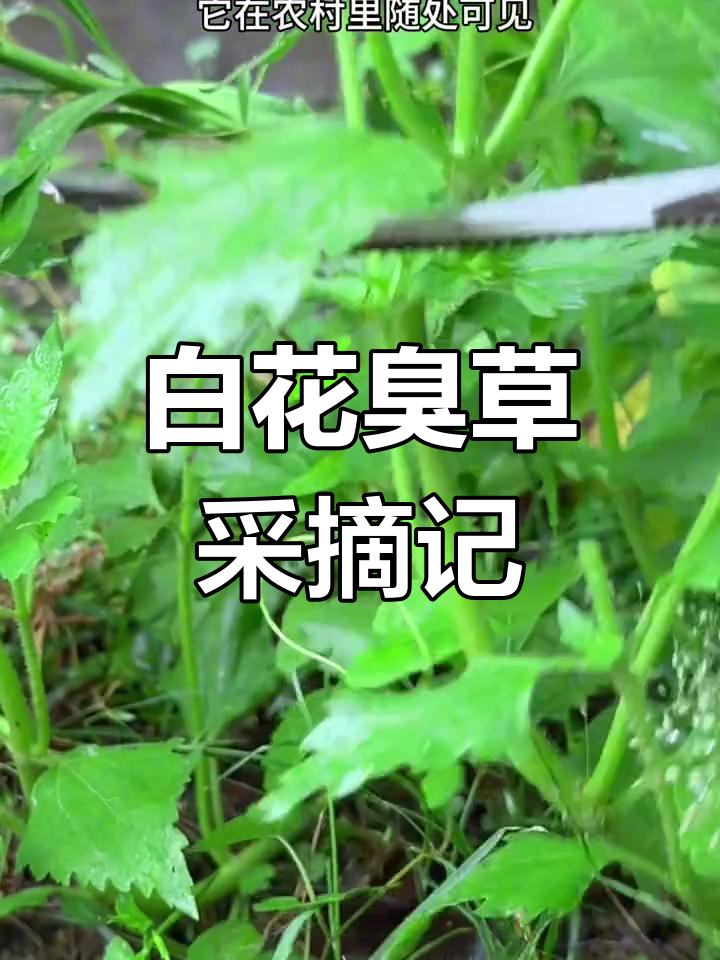 农村常见白花臭草,你了解吗?