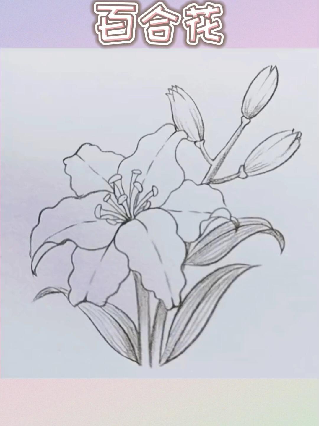 百年好合百合花 简单易画