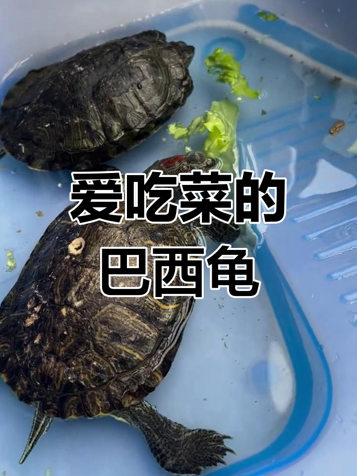 巴西龟爱吃青菜,萌态十足