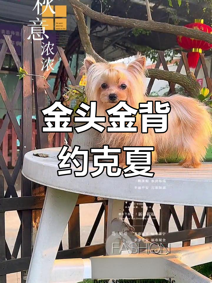 10个月金头金背约克夏男孩