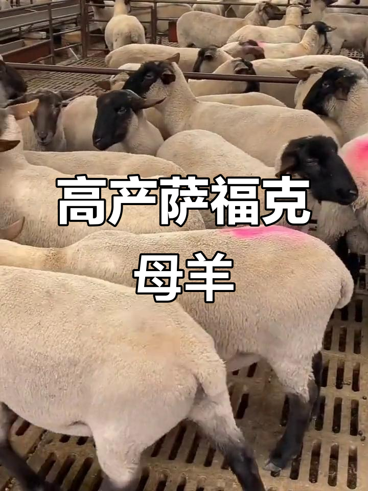 萨福克羊:大体型高产绵羊,轻松饲养