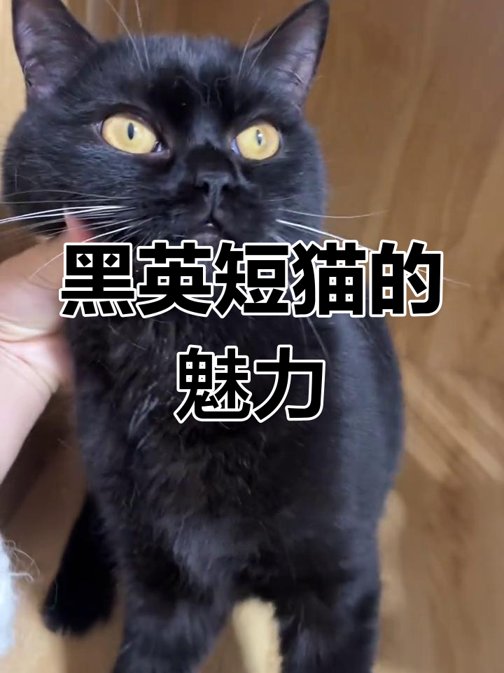 纯黑英短猫:稀有且幸运的黑煤球