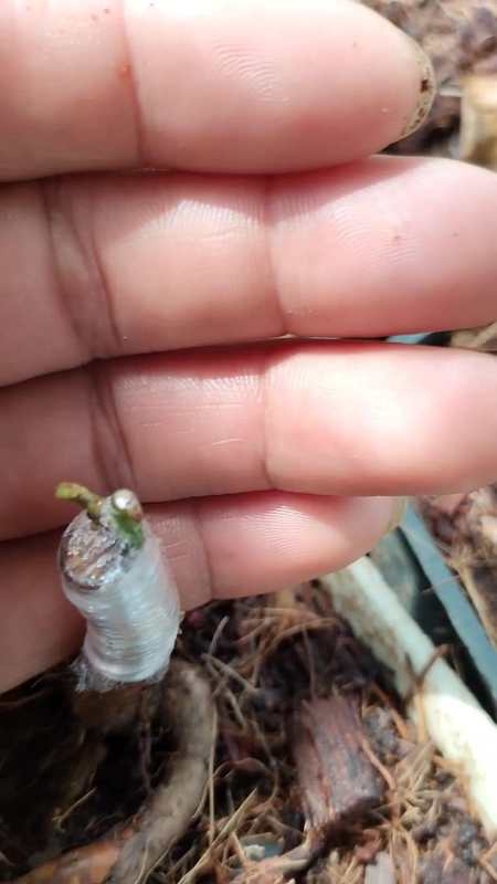 5月嫁接的实生根保鲜膜嫁接成活率还不错月季嫁接花卉花卉绿植盆栽