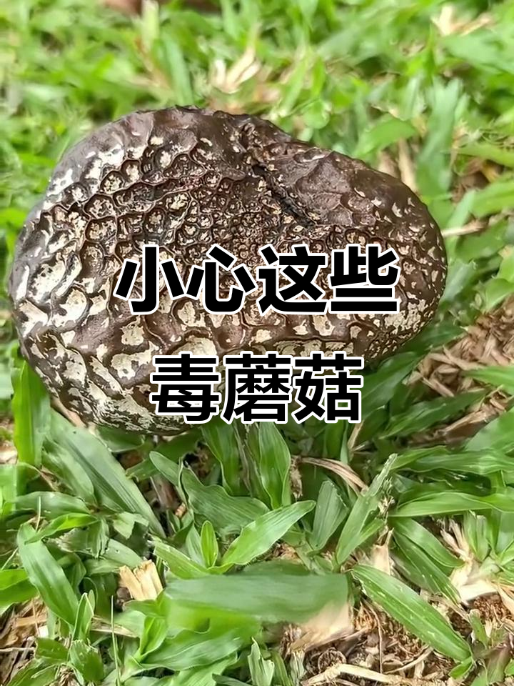 这些野生菌你敢吃吗?有些有毒,别乱试!