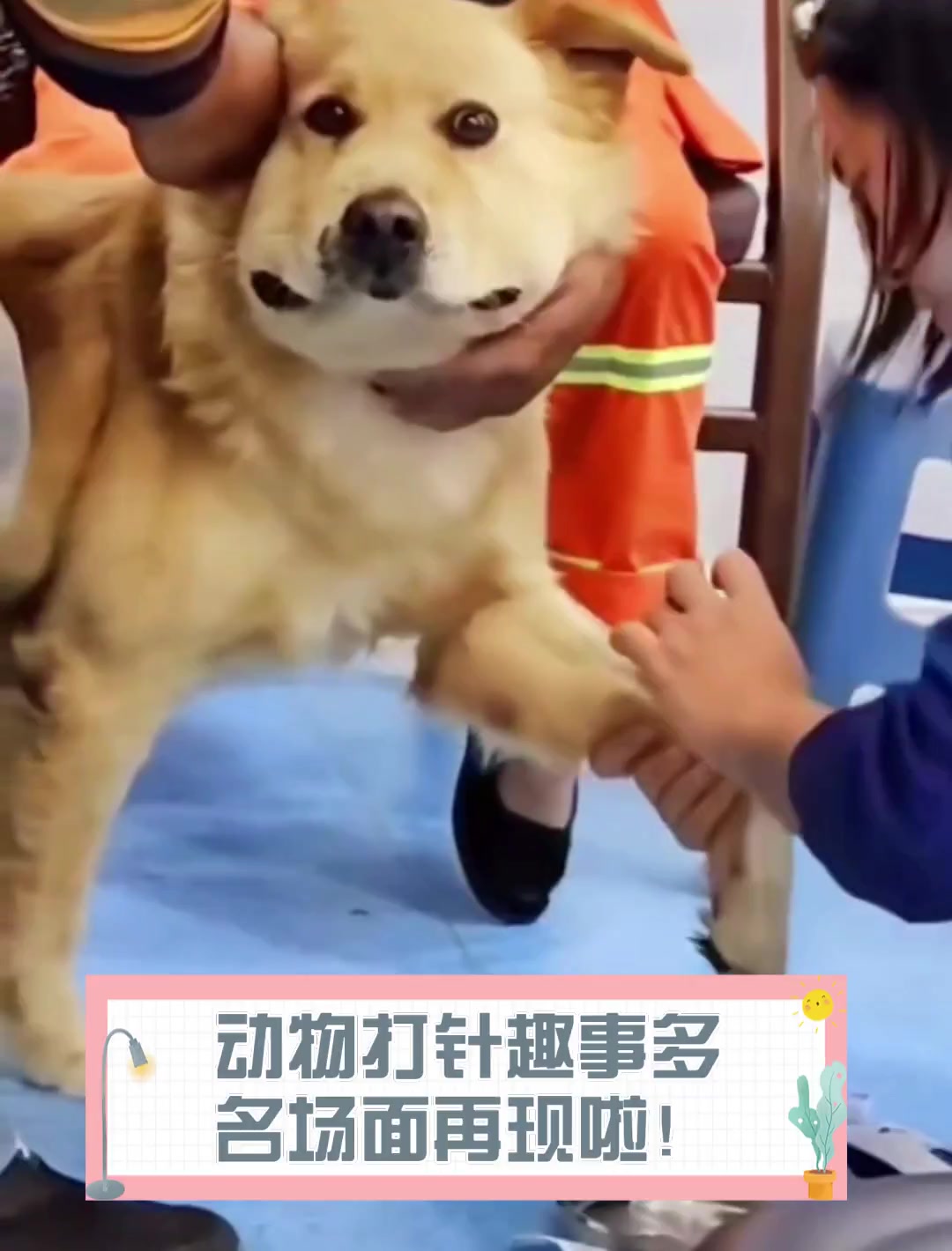 动物打针趣事多,名场面再现啦!