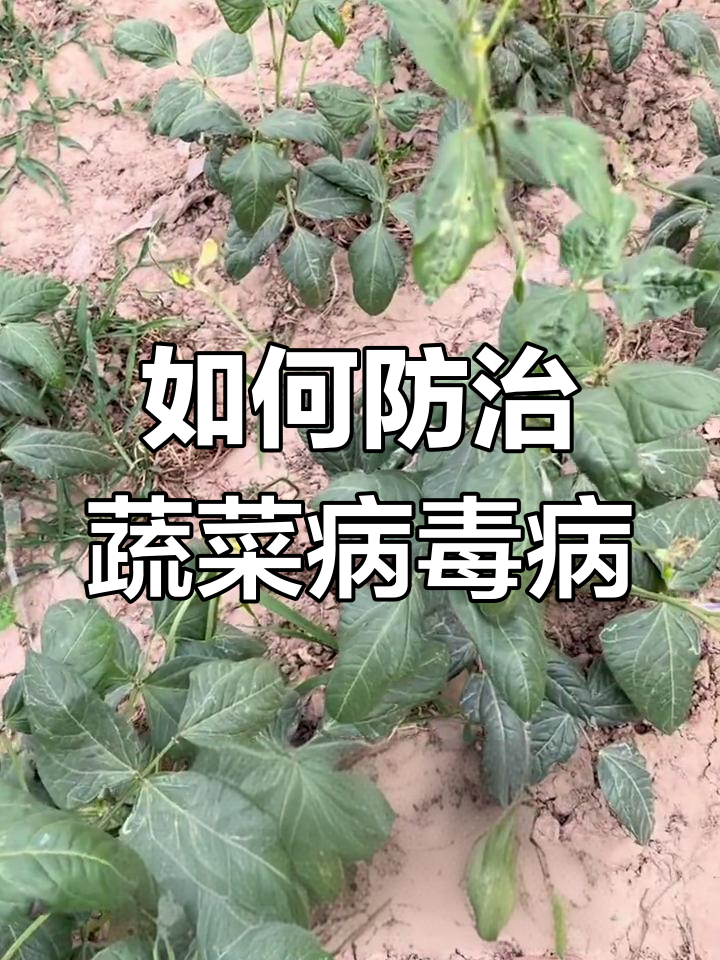 夏季蔬菜病毒病高发,如何防控?