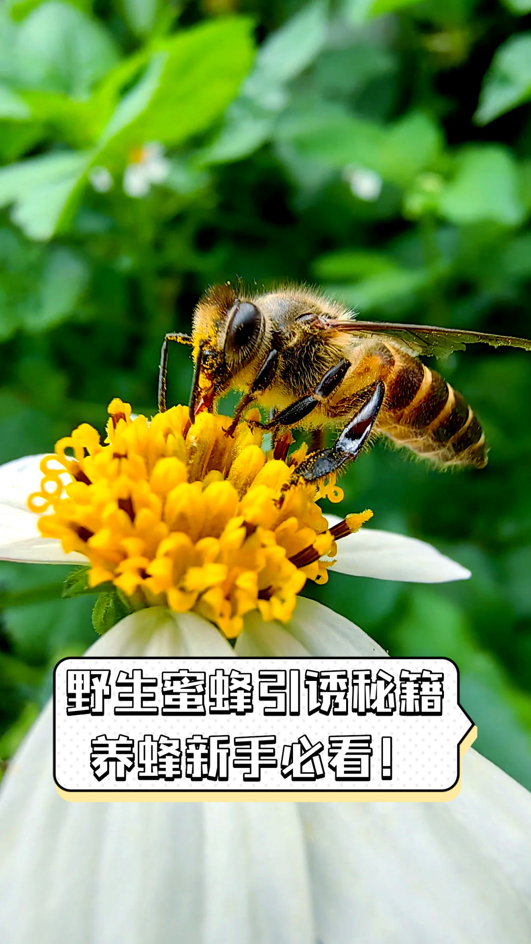 梦见野生蜜蜂(梦见野生蜜蜂蛰了自己的手背并且肿了)