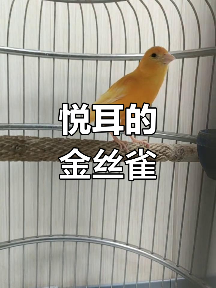 大叔养的金丝雀,叫声好悦耳