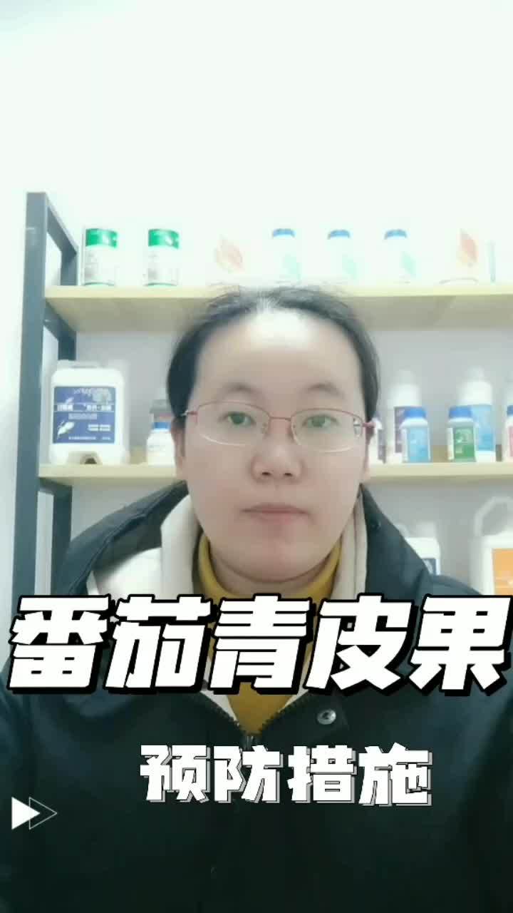 如何预防番茄青皮果?农资肥料 西红柿种植 海法丹琪