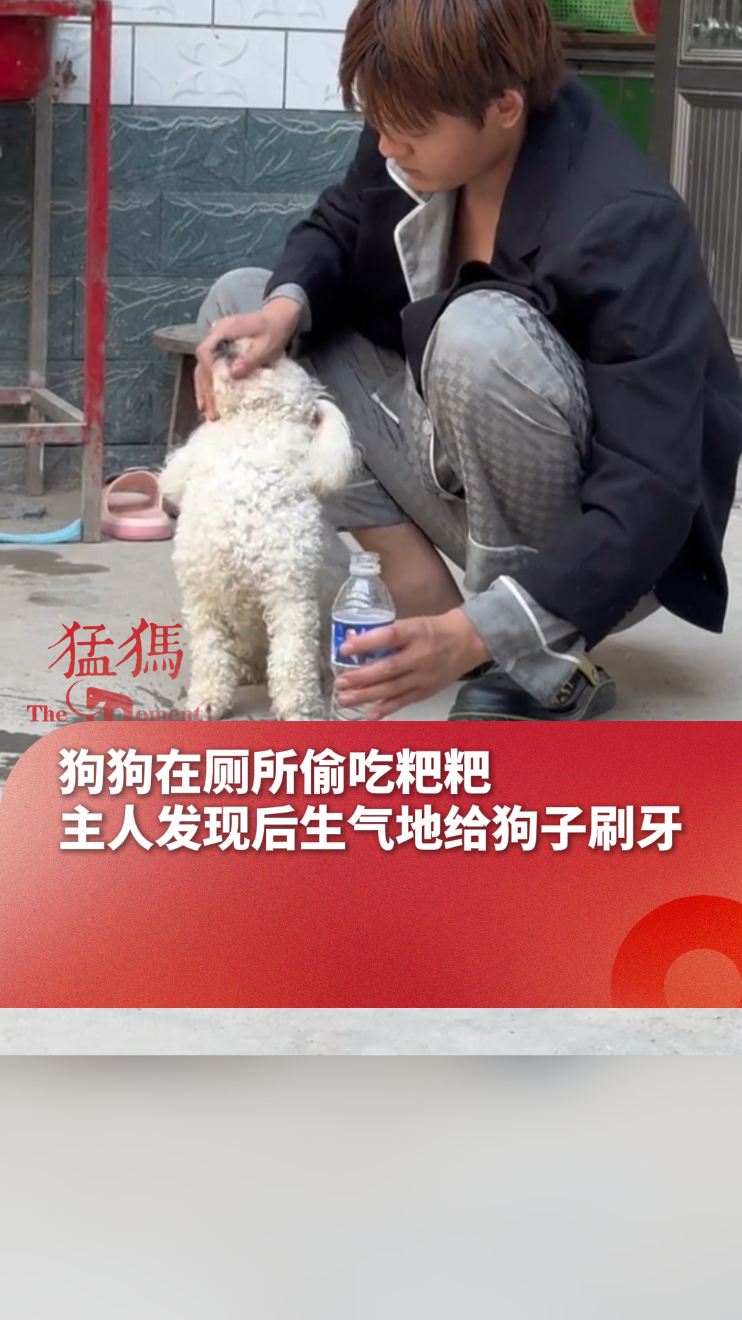 狗狗在厕所偷吃粑粑,主人发现后生气地给狗子刷牙-度小视