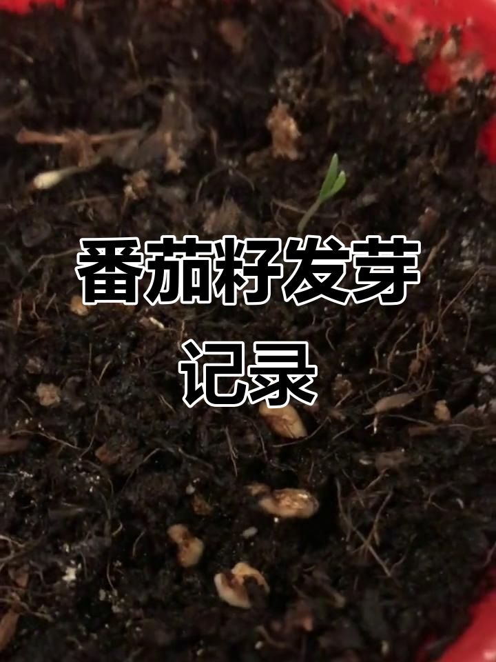 番茄籽发芽全过程,观察植物生长的奇妙变化