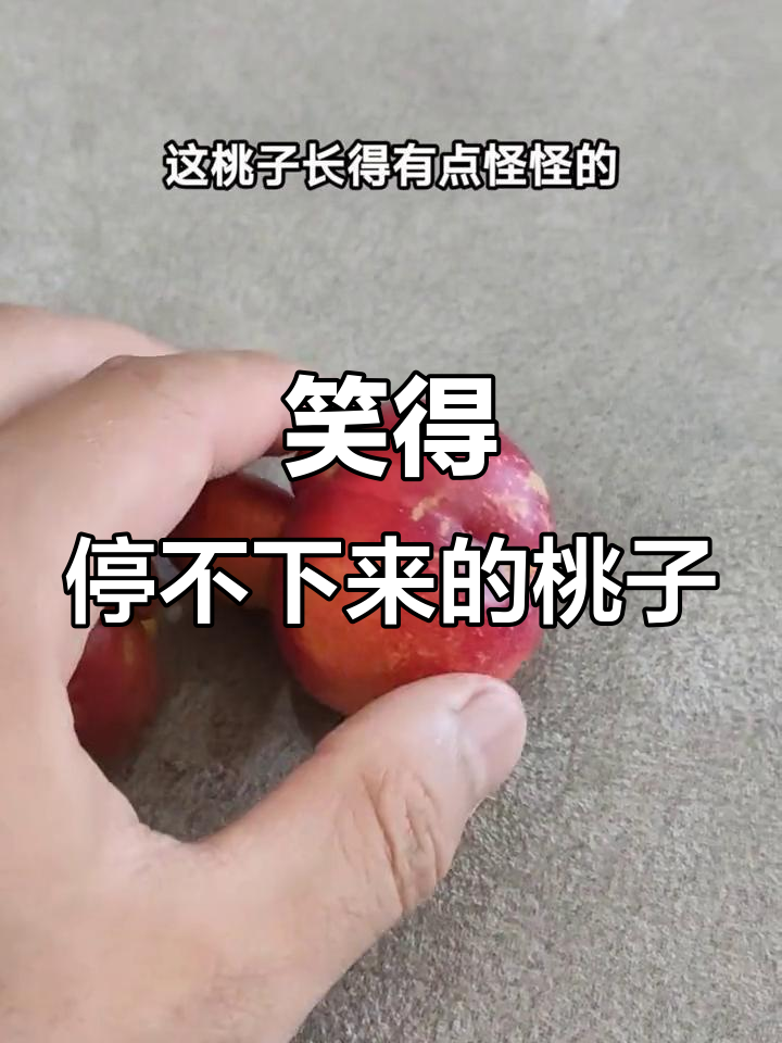 桃子熟了竟然这么搞笑,简直笑翻了!