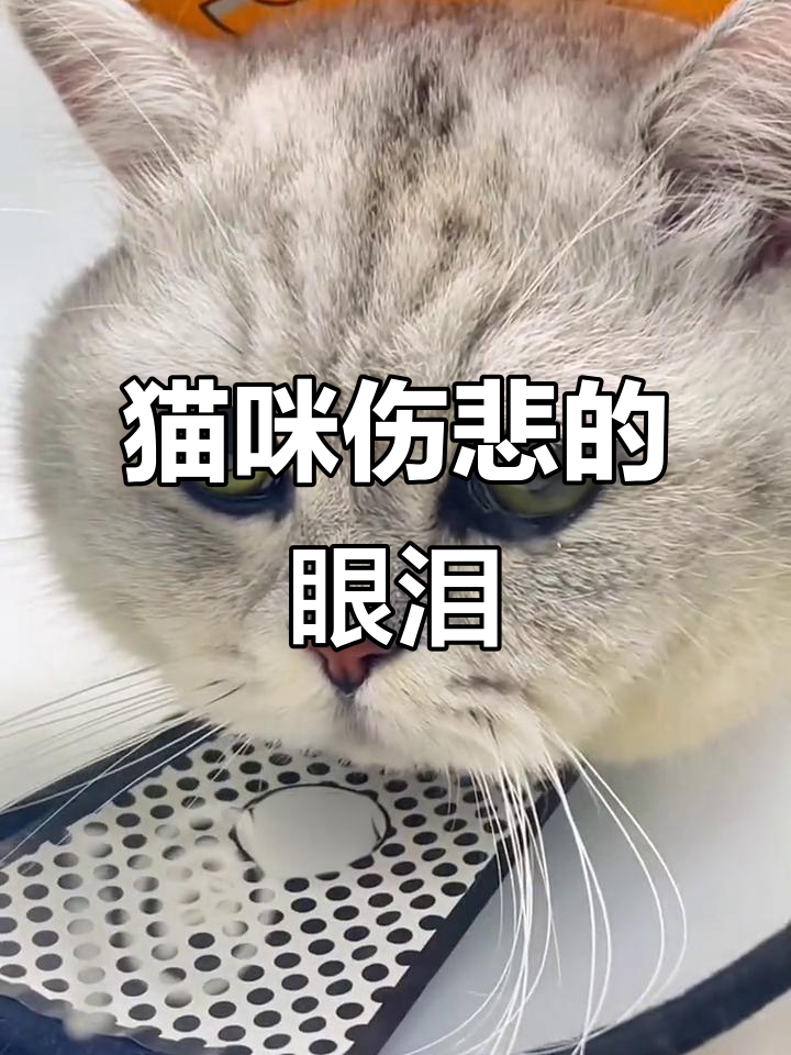 公猫绝育后委屈哭泣,眼神让人心疼