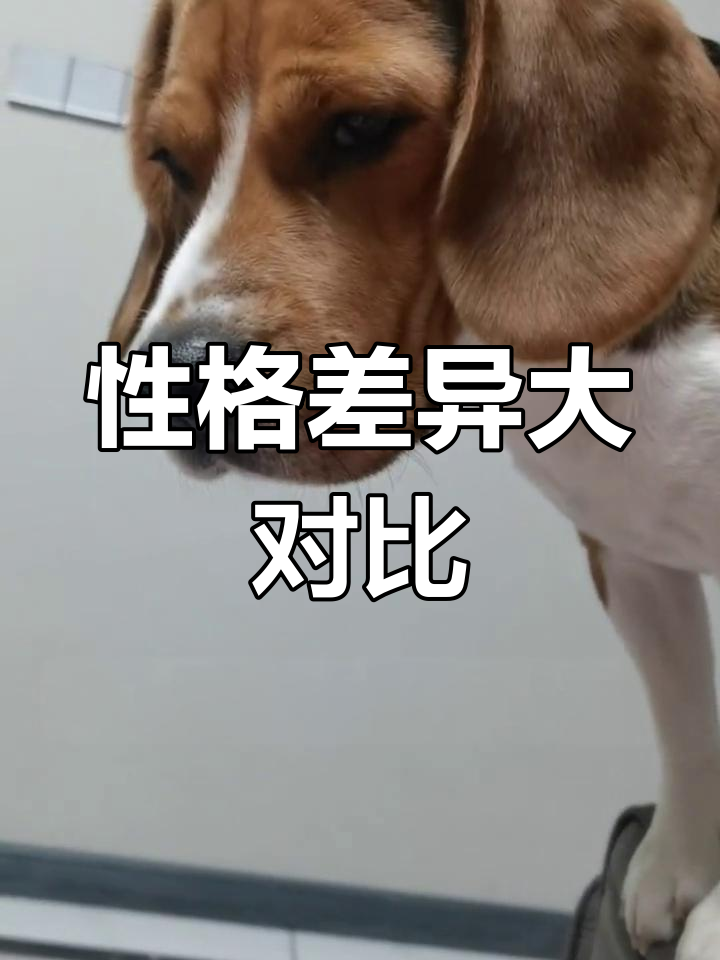 比格犬和拉布拉多杂交图片