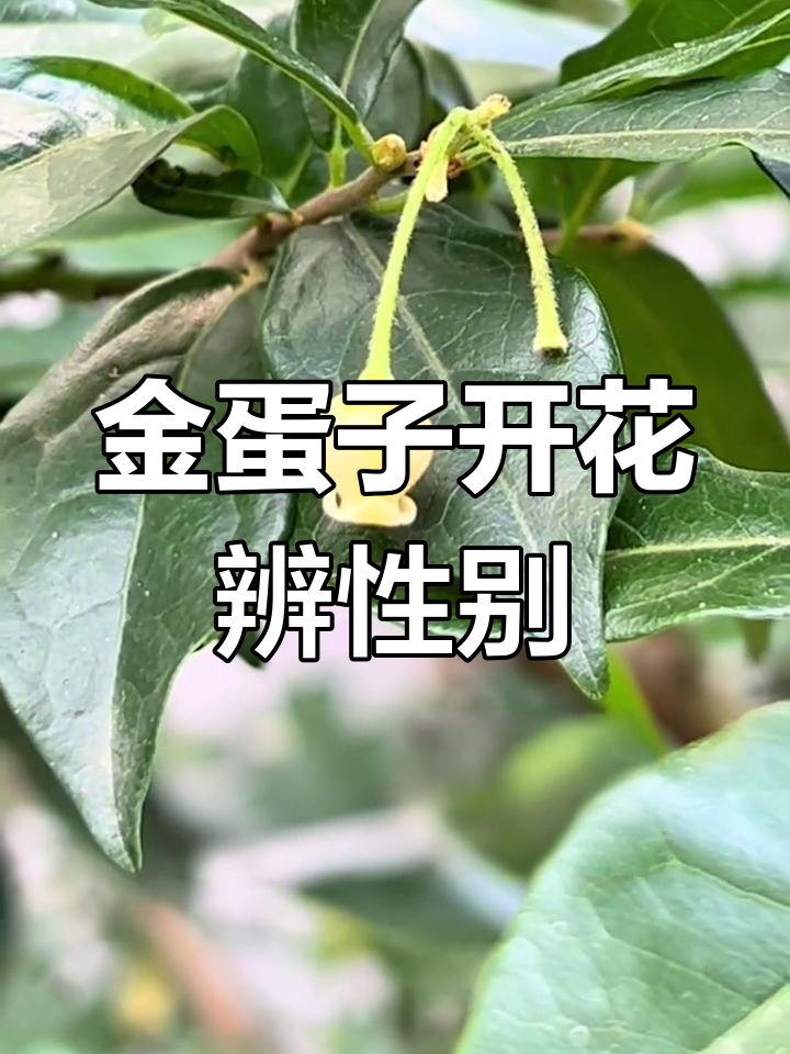 金弹子雌雄花图片对比图片