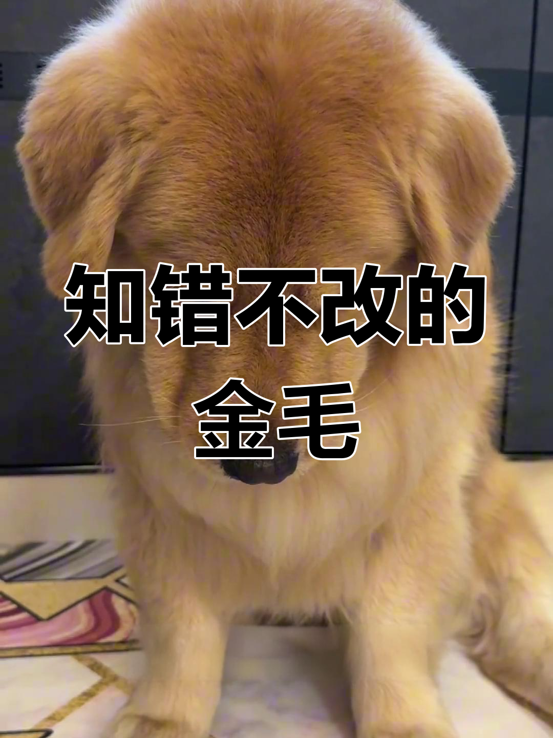 金毛犯错后撒娇卖萌,主人气得不行
