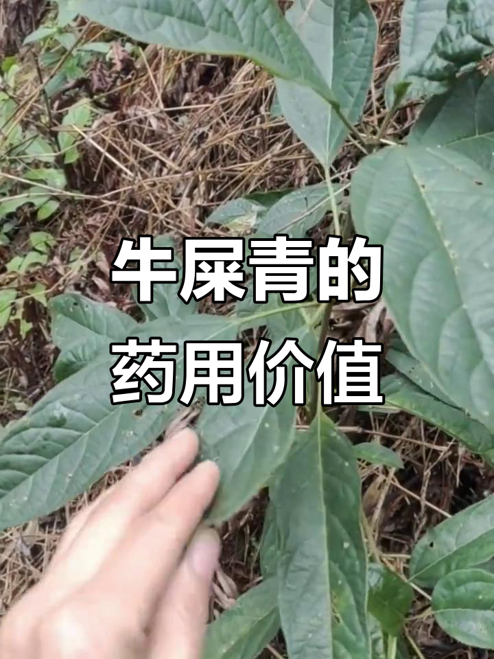 大青:臭青味道的植物药材,泡澡效果超赞