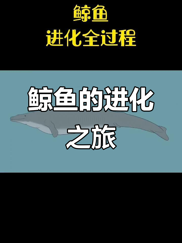 鲸鱼进化全过程揭秘,带你了解它们的成长历程