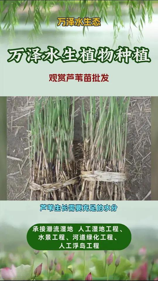 芦苇苗价格表 观赏芦苇苗批发 高杆芦苇苗 芦苇苗种植批发