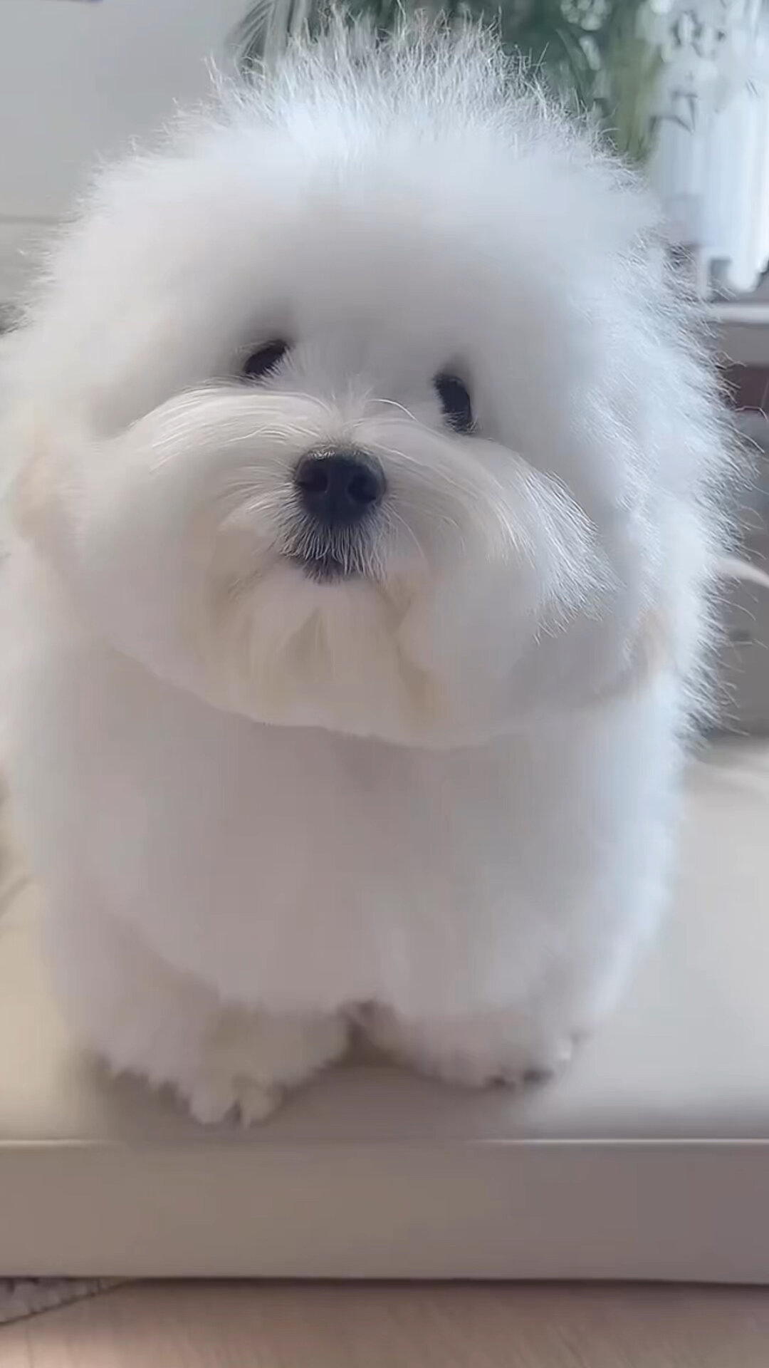 可爱的 棉花面纱犬