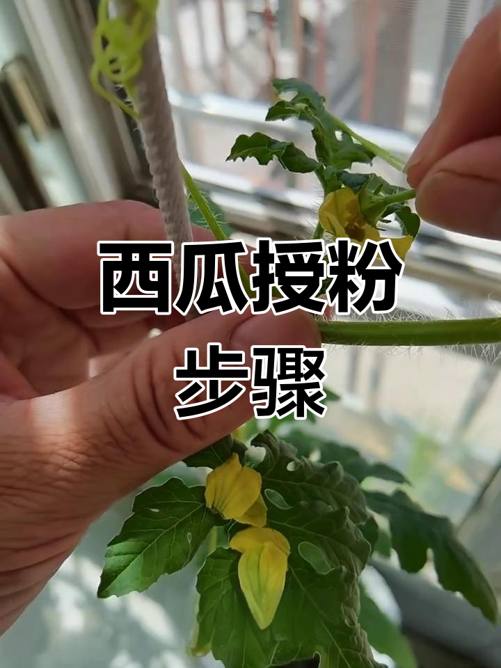 阳台种西瓜,授粉技巧全揭秘!教你轻松开花结果