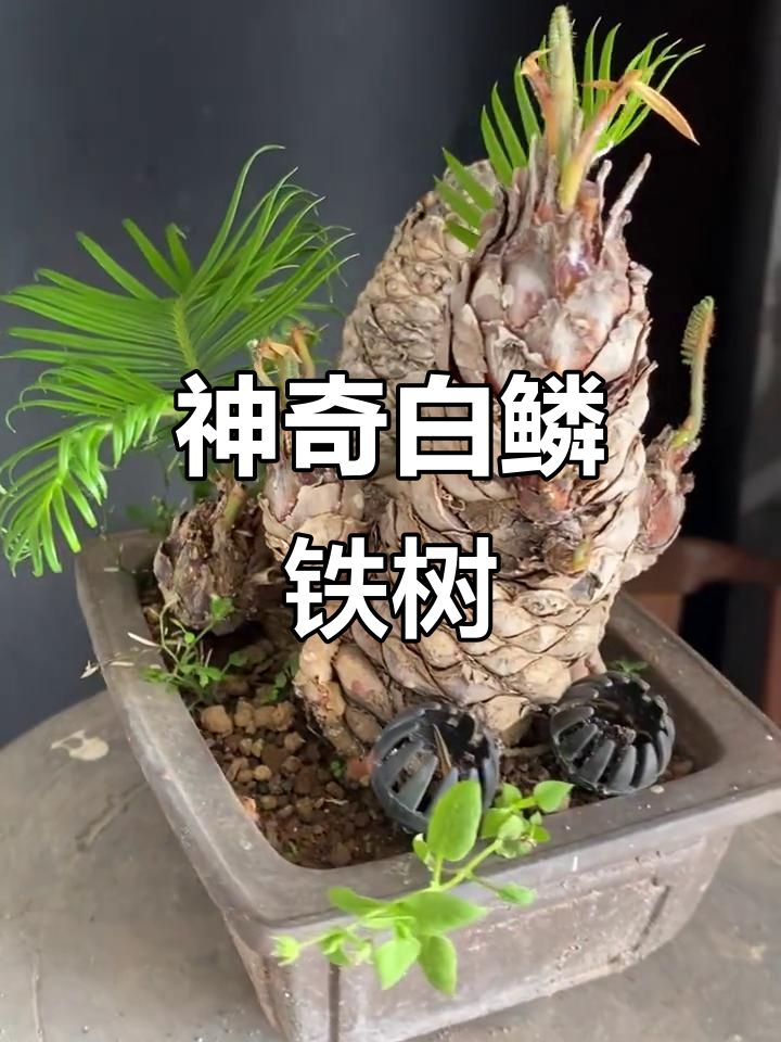 白鳞铁树:独特白磷叶片,美丽又神秘