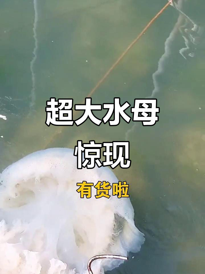 发现巨型水母,竟然这么大!凉拌它试试