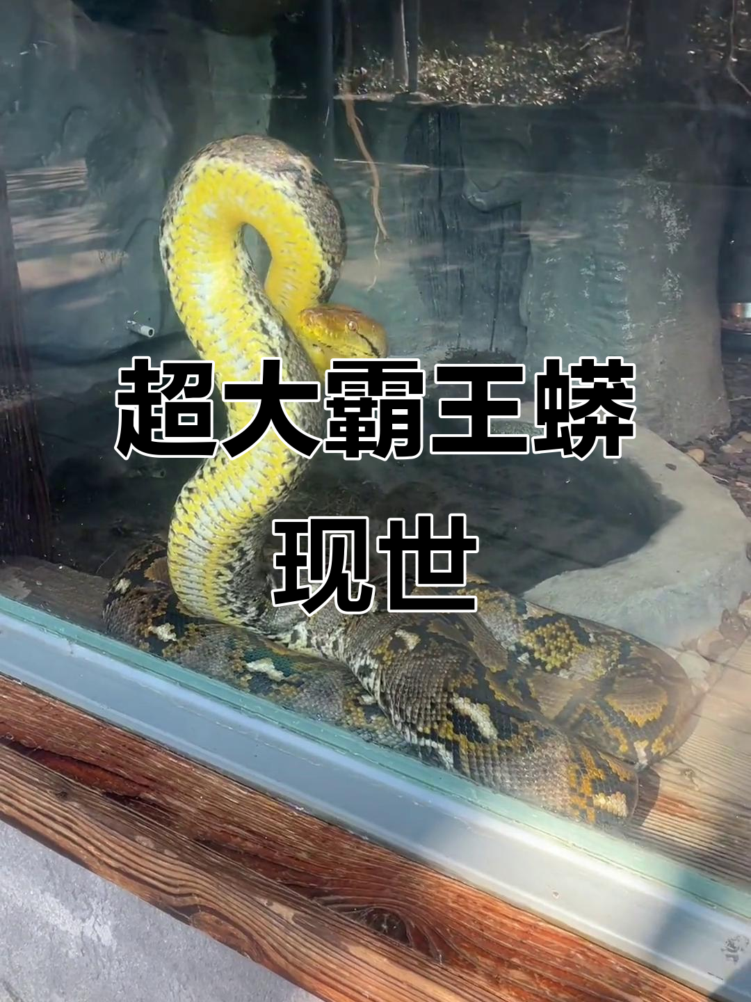 罕见巨型霸王蟒,重达180斤,身长9.6米震撼登场!