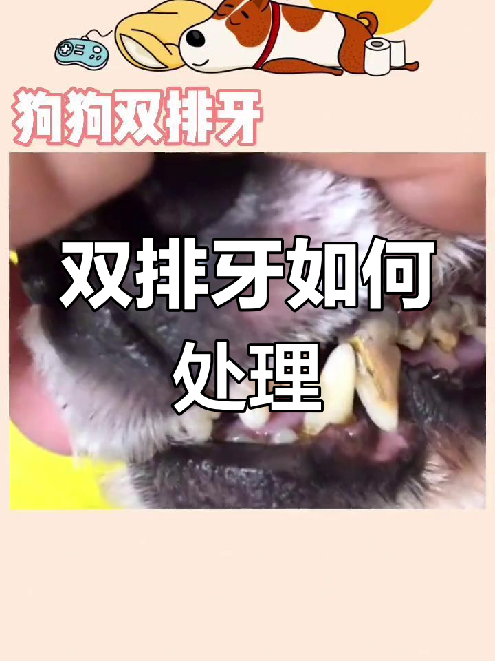 狗狗犬齿双排牙图片