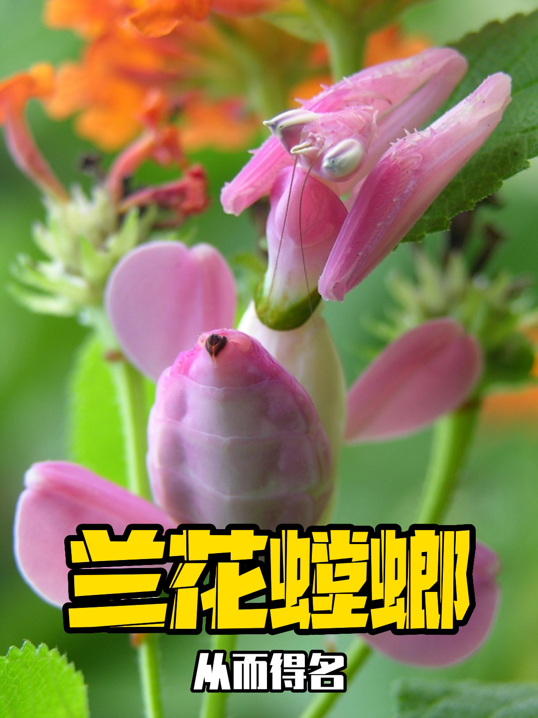 能拟态兰花的昆虫:兰花螳螂