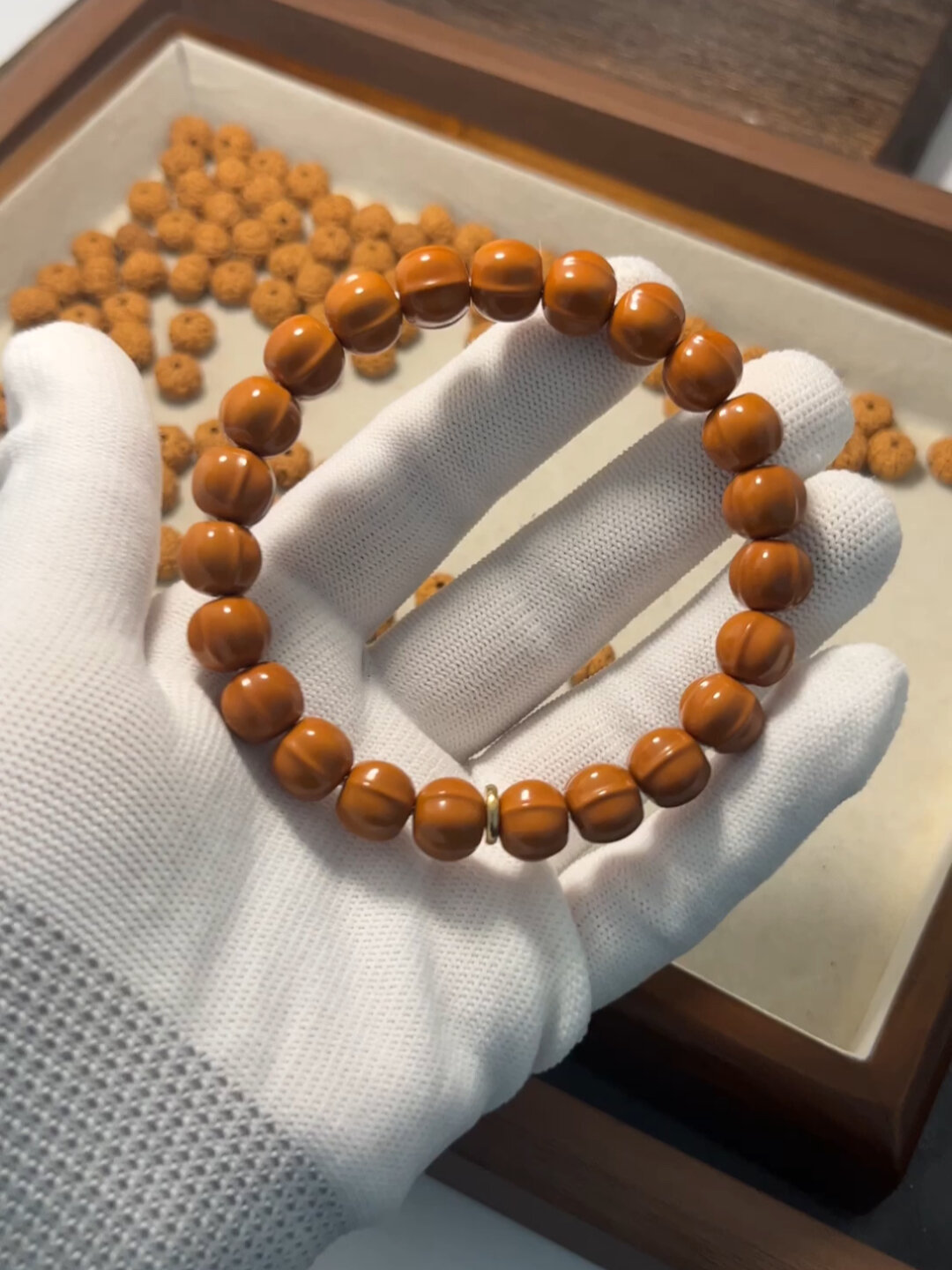 顶级全品鲨鱼鳍鲨鱼背猴头单圈!