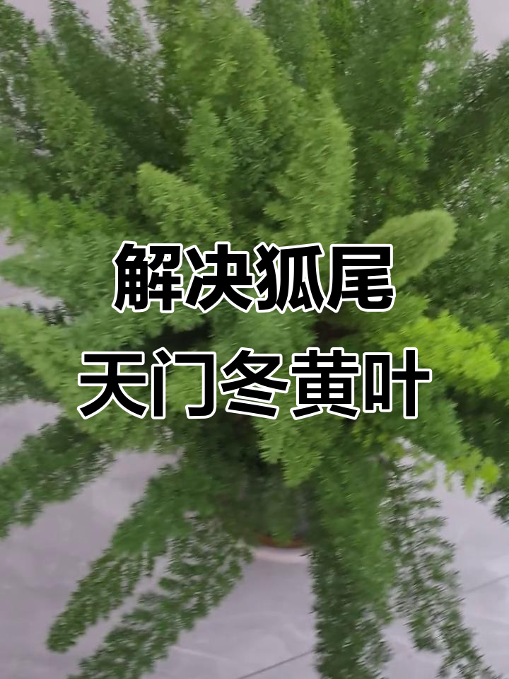 狐尾天门冬黄叶处理技巧,轻松解决新陈代谢问题