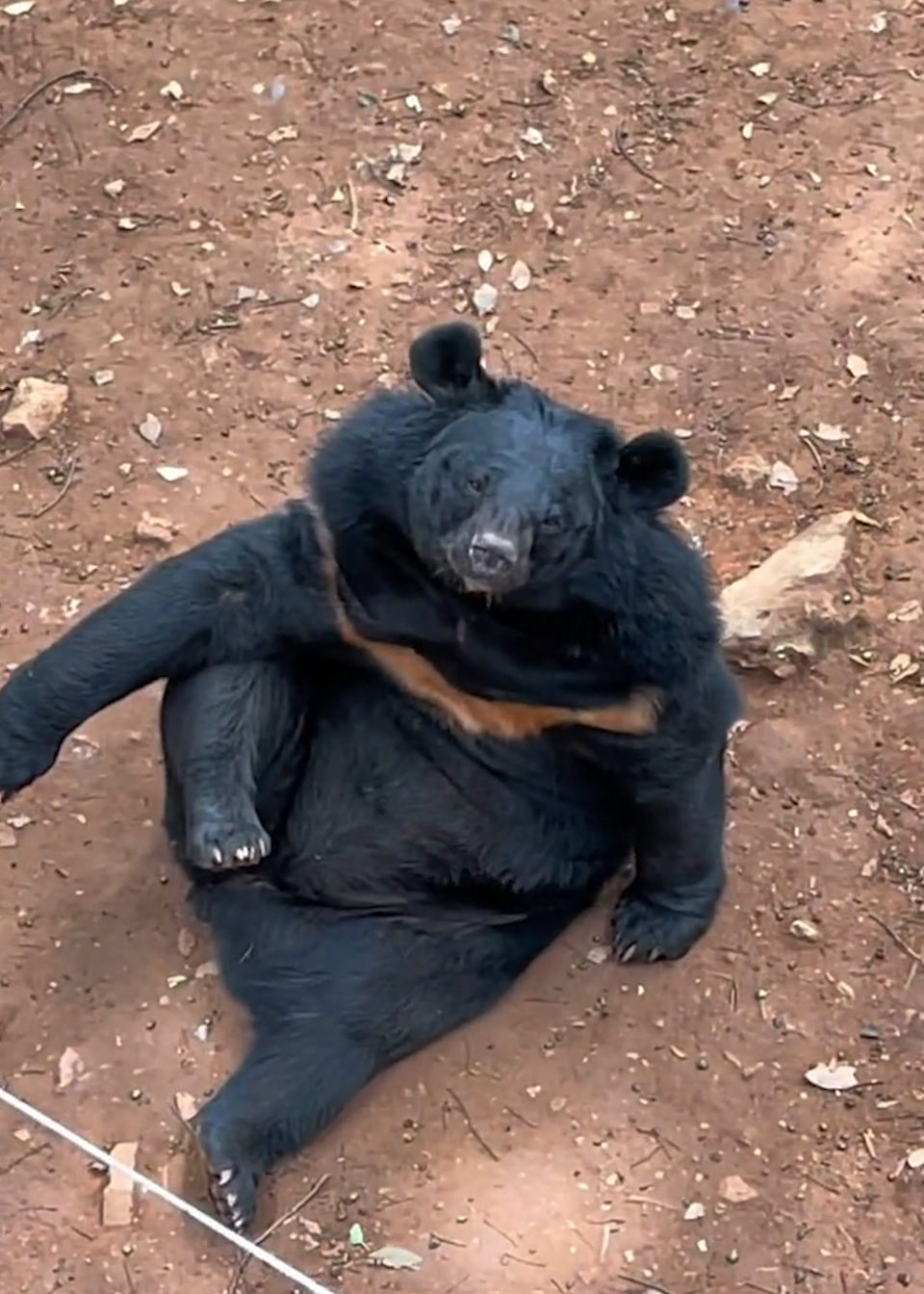 云南一动物园亚洲黑熊翘二郎腿,网友:这票买得值!