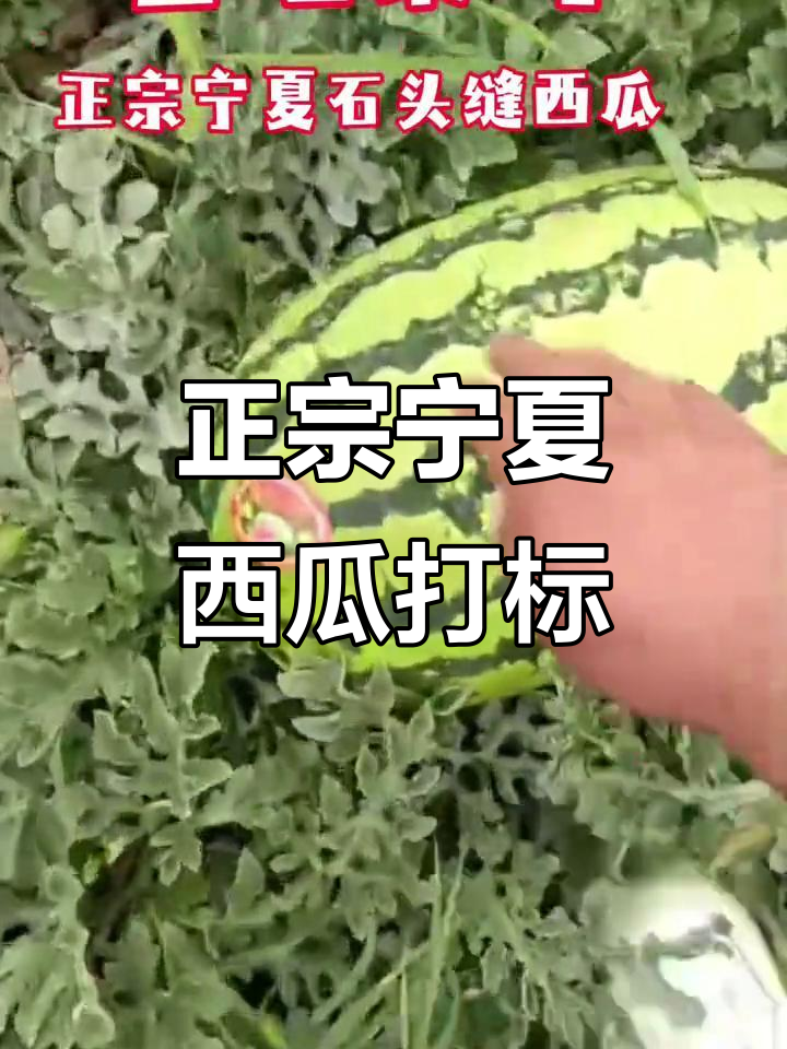 兴隆超市正宗宁夏石头缝西瓜,打标现场超热闹