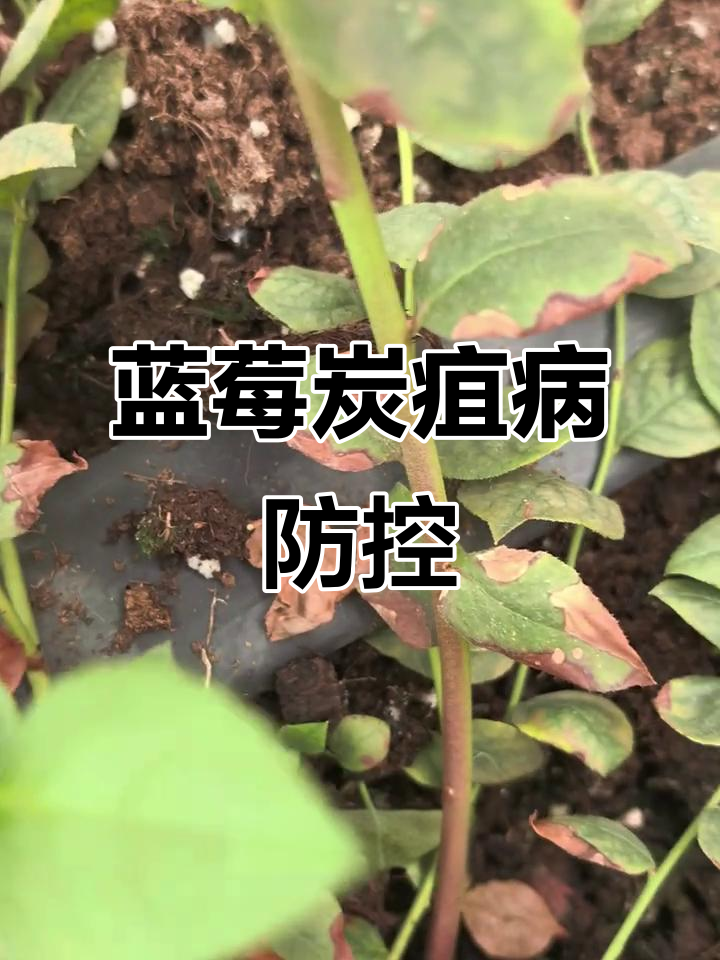 蓝莓炭疽病防治技巧,药剂选择全攻略