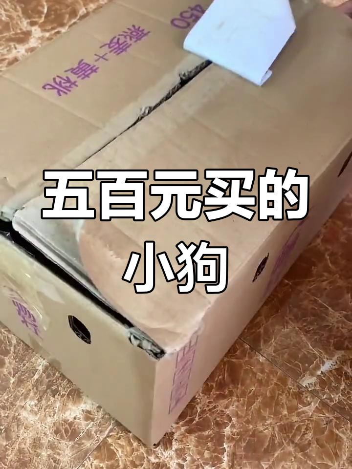 网上五百买的茶杯犬,打开一看超可爱