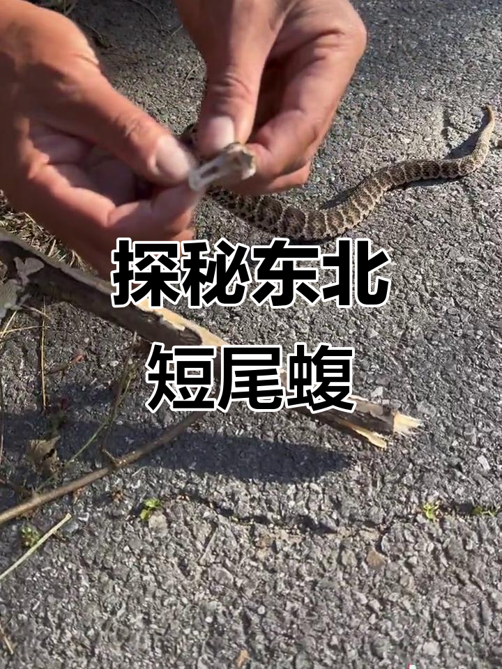东北短尾蝮蛇的独特特征与牙齿展示
