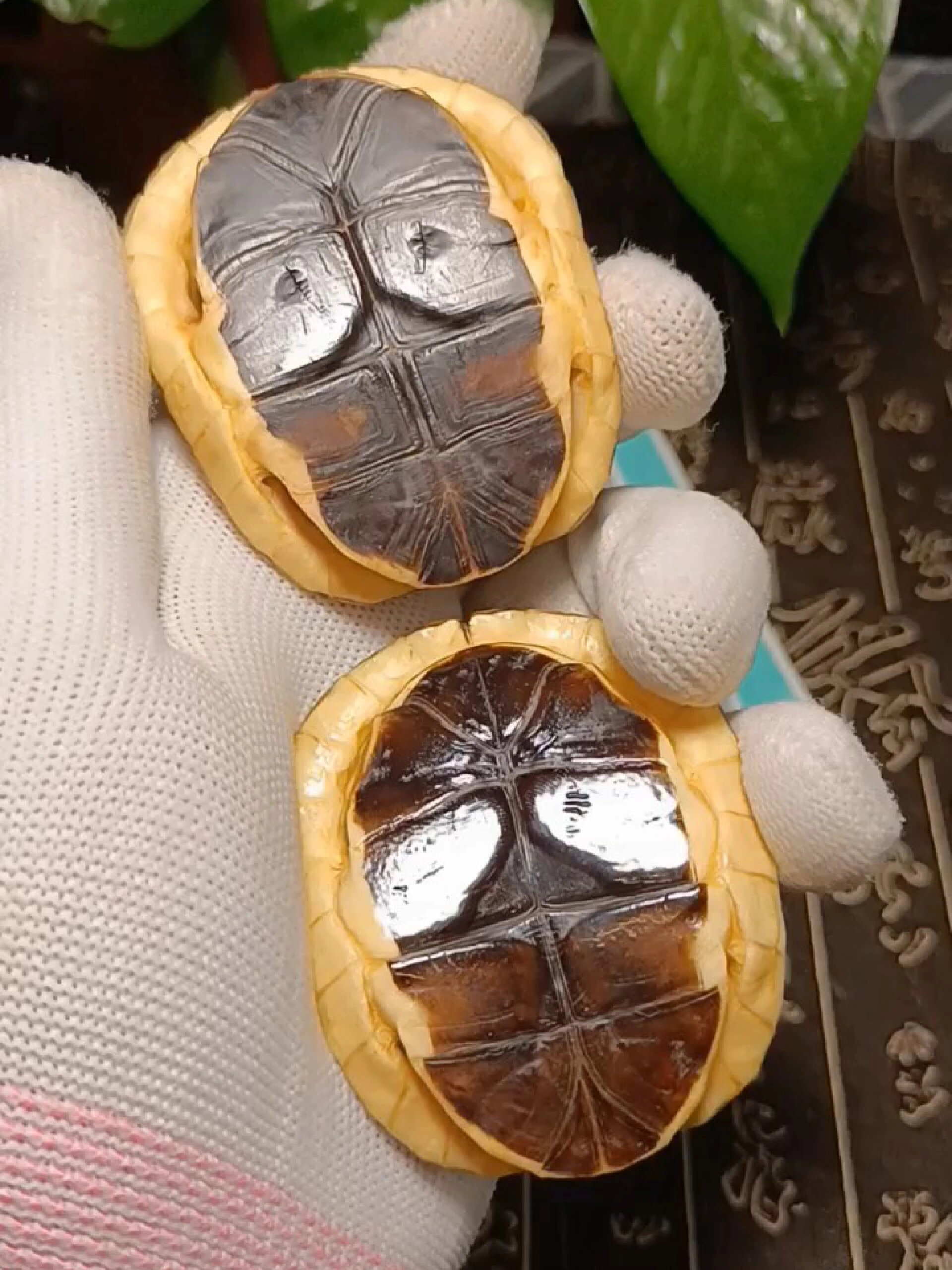文玩龟壳怎么处理包浆快?