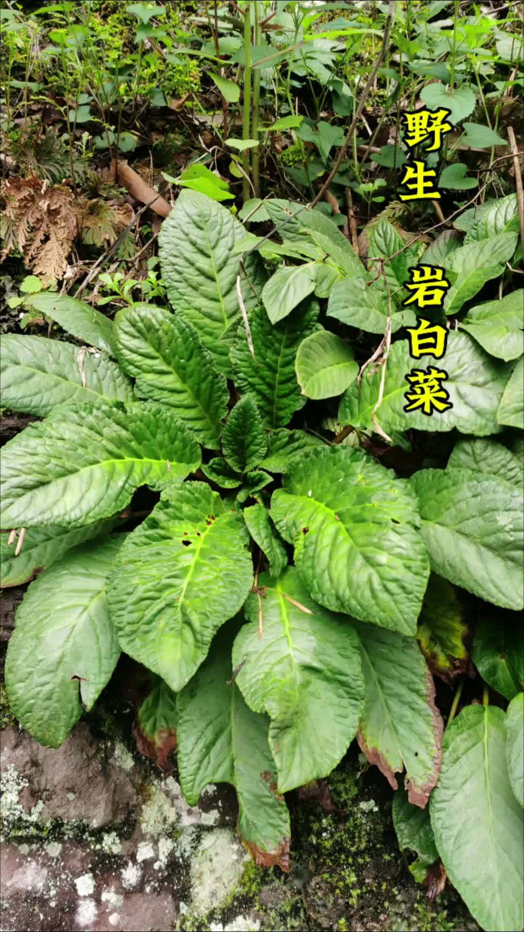 长在石头上的白菜 识百草 山货 岩白菜 植物科普 野生药材-度小视
