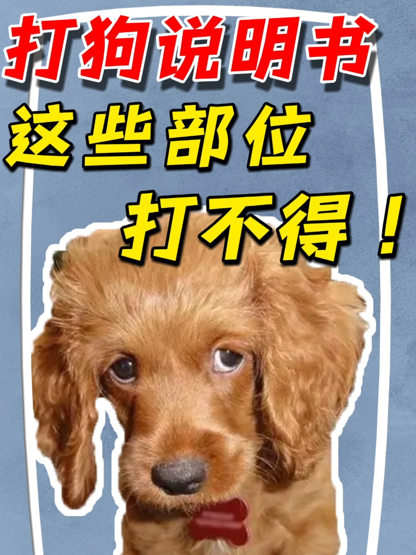 打狗说明书这些部位打不得