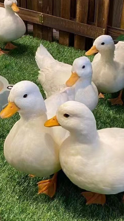 网红科尔鸭,体型小,超呆萌的小动物可爱易饲养