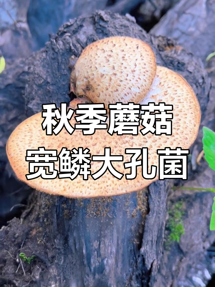 秋季野生蘑菇:宽鳞大孔菌,美味又药用